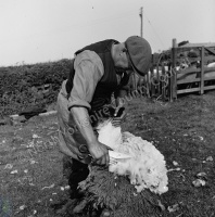 Sheep Shearing, Sawley